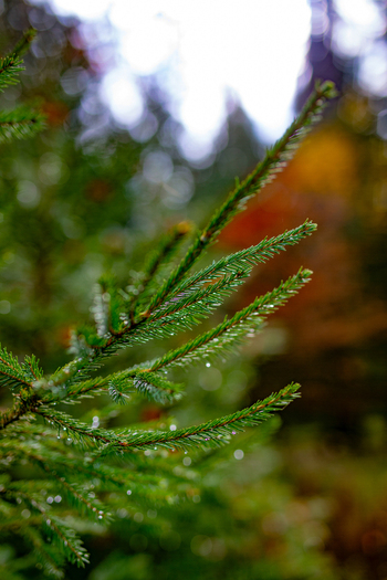 View of a green spruce branch covered in water droplets with a blurred autumn forest background in Offenburg Baden Wurttemberg Germany. View of a green spruce branch covered in water droplets with a blurred autumn forest background in Offenburg Baden Wurttemberg Germany.