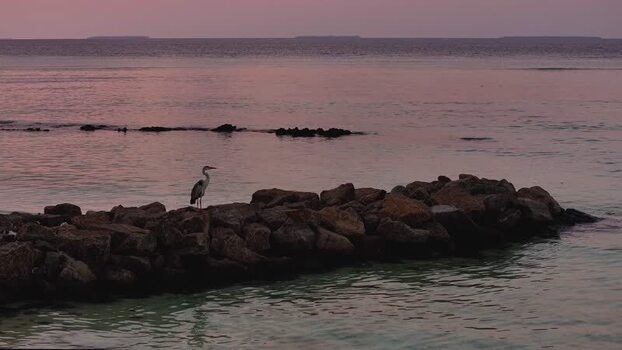 Aerial view of a heron on rocks at sunset in Fulhadhoo Maldives.