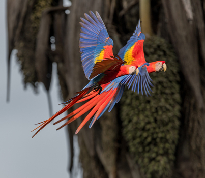 View of two vibrant Scarlet Macaws in flight with their colorful wings spread against a blurred palm tree background in Puerto Jimenez Puntarenas Province Costa Rica.