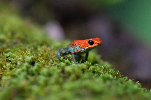 View of a strawberry poison dart frog with vibrant red skin and blue green legs resting on a lush mossy surface in the rainforest in Puerto Jimenez Puntarenas Province Costa Rica.