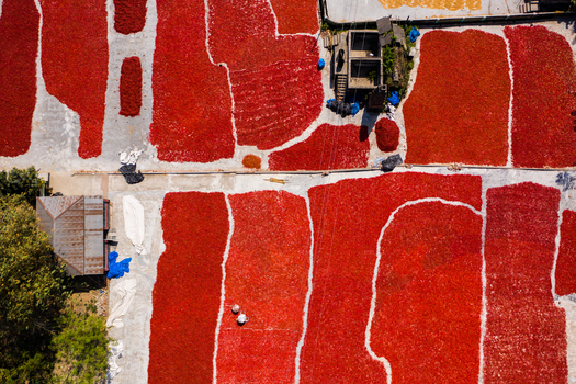 Bogura Bangladesh 06 March 2022 Aerial view of red chilies drying in the sun on concrete surfaces with a small building and trees nearby.