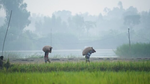 View of workers carrying sacks across fields in Bogura Bangladesh.