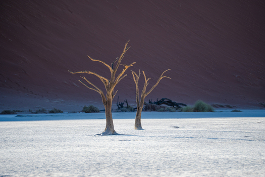 View of sun scorched trees stand stark against the backdrop of a deep red dune in the vast cracked landscape Sossusvlei Namibia. View of sun scorched trees stand stark against the backdrop of a deep red dune in the vast cracked landscape Sossusvlei Namibia.
