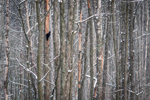 View of a black woodpecker perched on a tree trunk in a snowy forest in Debrzno Pomeranian Voivodeship Poland.
