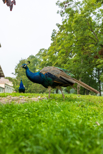 View of a peacock walking on lush green grass in a park with tall trees in the background Taujenai Vilnius County Lithuania.