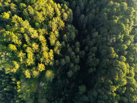 Aerial view of a dense forest with a winding path cutting through the trees illuminated by the warm light of the golden hour in Kemalang Central Java Indonesia. Aerial view of a dense forest with a winding path cutting through the trees illuminated by the warm light of the golden hour in Kemalang Central Java Indonesia.