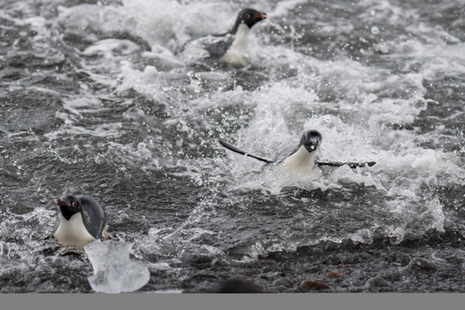 View of Adelie penguins swimming and splashing in the cold water near the rocky shore of Paulet Island Antarctica. View of Adelie penguins swimming and splashing in the cold water near the rocky shore of Paulet Island Antarctica.