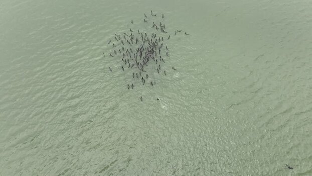 Aerial view of people swimming in the river Bangladesh. Aerial view of people swimming in the river Bangladesh.