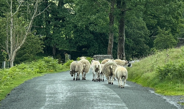 View of a flock of sheep walking along a narrow country road surrounded by lush green trees ferns and traditional stone walls Hawes England United Kingdom. View of a flock of sheep walking along a narrow country road surrounded by lush green trees ferns and traditional stone walls Hawes England United Kingdom.