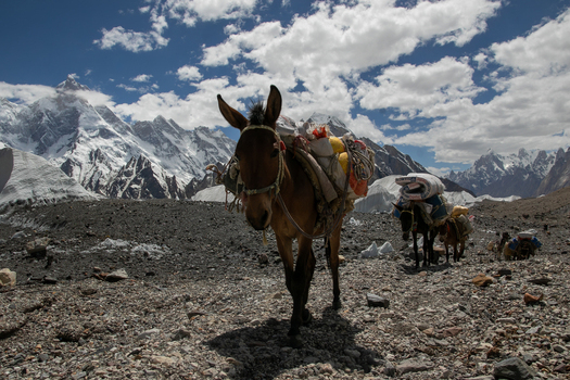 View of mules carrying supplies on a rocky trail at Goro II campsite with snow capped mountain peaks in the background k2 basecamp trek Gilgit Pakistan. View of mules carrying supplies on a rocky trail at Goro II campsite with snow capped mountain peaks in the background k2 basecamp trek Gilgit Pakistan.