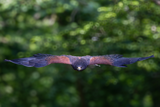 View of a Harris s hawk in flight with wings fully extended soaring through a lush green forest in Selestat Grand Est France.