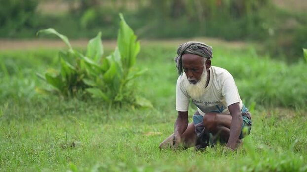 View of an elderly farmer working in a green field Bangladesh.