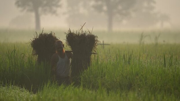 View of a farmer carrying harvested rice in a misty field Bangladesh. View of a farmer carrying harvested rice in a misty field Bangladesh.
