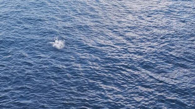 Aerial view of a dolphin jumping in the blue ocean Maldives.