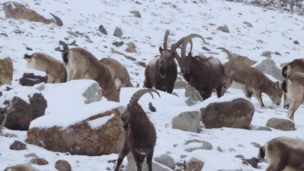 View of wild goats in Khunjerab National Park Pakistan.