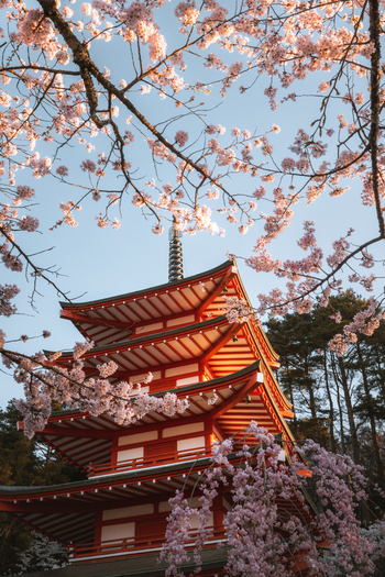 View of a vibrant red pagoda framed by delicate pink cherry blossoms under a clear sky creating a serene yet striking contrast Fujiyoshida Yamanashi Japan.