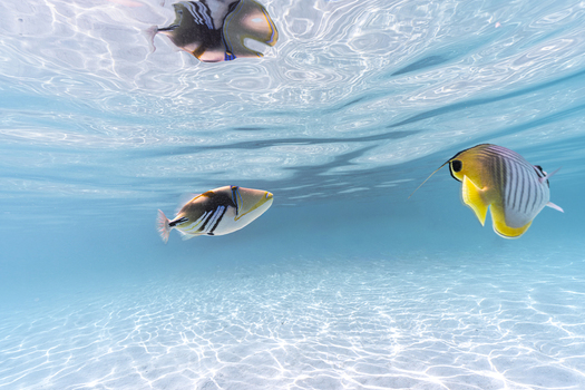 View of a Picasso triggerfish and a threadfin butterflyfish swimming in the clear turquoise waters of the lagoon in Moorea Maiao Windward Islands French Polynesia.