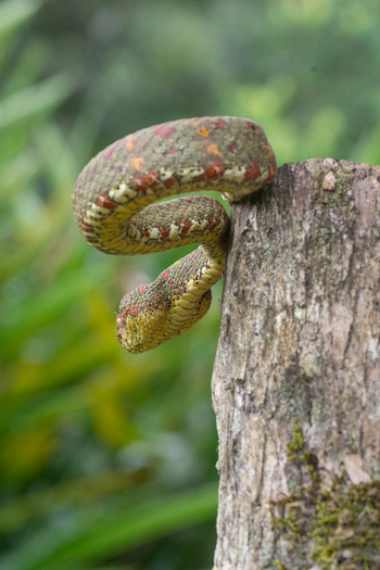 View of an Eyelash Viper coiled on a tree stump in the lush cloud forest of Monteverde Provincia de Puntaren Costa Rica. View of an Eyelash Viper coiled on a tree stump in the lush cloud forest of Monteverde Provincia de Puntaren Costa Rica.