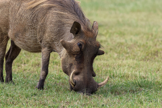 View of a common warthog grazing on lush green grass in the savanna of Welgevonden Game Reserve Waterberg District Municipality Limpopo South Africa. View of a common warthog grazing on lush green grass in the savanna of Welgevonden Game Reserve Waterberg District Municipality Limpopo South Africa.