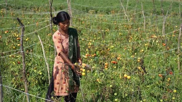 View of a woman harvesting tomatoes in a field Nepal.