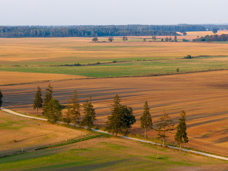 Aerial view of vast agricultural fields and a row of evergreen trees along a rural road during golden hour Taujenai Vilnius County Lithuania.
