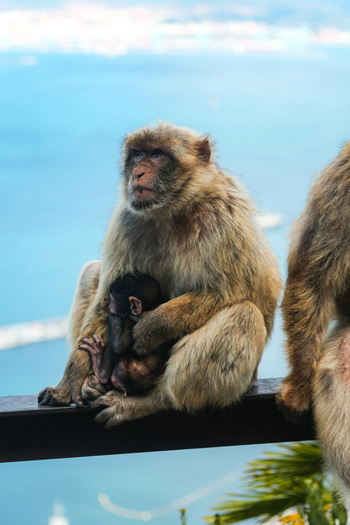 View of a Barbary macaque mother gently cradling her dark haired infant against the backdrop of the azure sea and sky Gibraltar Gibraltar. View of a Barbary macaque mother gently cradling her dark haired infant against the backdrop of the azure sea and sky Gibraltar Gibraltar.