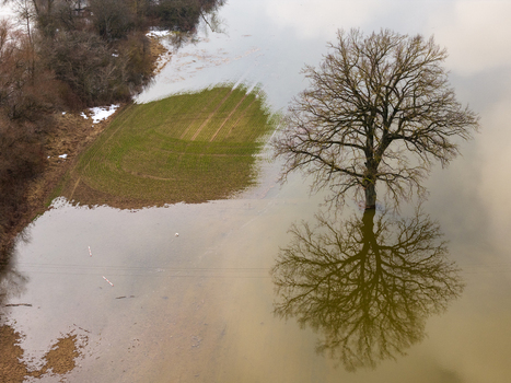 Aerial view of a lone leafless tree standing in floodwater with a clear reflection and a partially submerged green field Kaniukai Kaunas County Lithuania. Aerial view of a lone leafless tree standing in floodwater with a clear reflection and a partially submerged green field Kaniukai Kaunas County Lithuania.