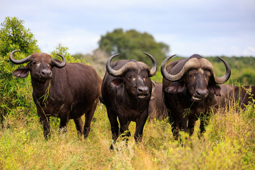 View of three Cape buffaloes standing in the savanna of Kruger National Park with tall grass and green bushes in Skukuza Mpumalanga South Africa. View of three Cape buffaloes standing in the savanna of Kruger National Park with tall grass and green bushes in Skukuza Mpumalanga South Africa.