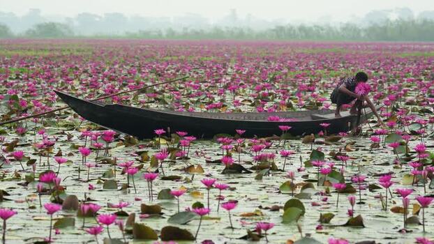 View of a person picking water lilies from a boat Bangladesh. View of a person picking water lilies from a boat Bangladesh.
