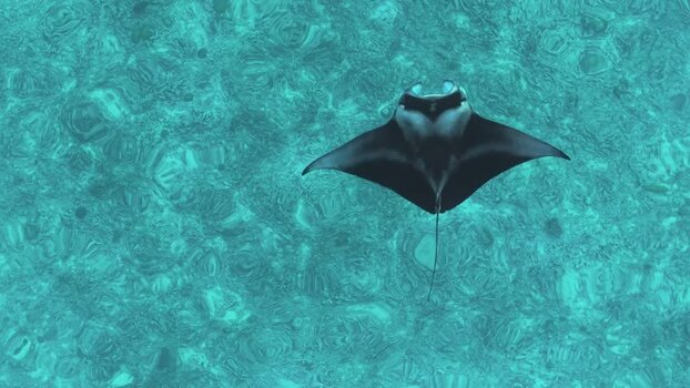 Aerial view of manta ray swimming Maldives.