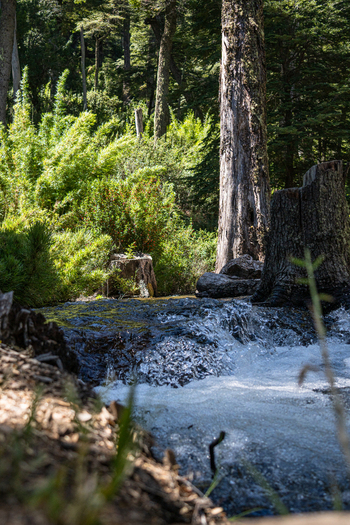 View of Cascada El Saltillo flowing through a lush forest with tall trees and mossy rocks in Huiliches Department Neuquen Province Argentina. View of Cascada El Saltillo flowing through a lush forest with tall trees and mossy rocks in Huiliches Department Neuquen Province Argentina.