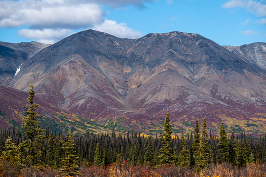 View of Denali National Park and Preserve featuring rugged mountain slopes covered in vibrant autumn foliage and a dense coniferous forest under a clear blue sky in Alaska United States. View of Denali National Park and Preserve featuring rugged mountain slopes covered in vibrant autumn foliage and a dense coniferous forest under a clear blue sky in Alaska United States.