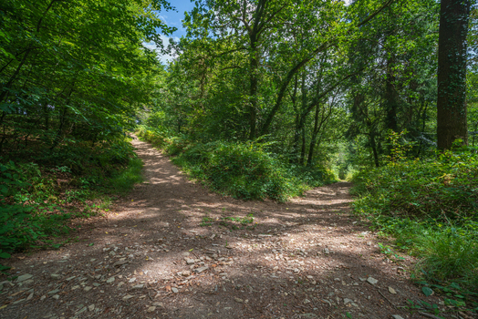 View of a fork in a dirt path winding through the lush green woodland of Deer Park with dappled sunlight filtering through the dense canopy of trees in Looe Cornwall United Kingdom. View of a fork in a dirt path winding through the lush green woodland of Deer Park with dappled sunlight filtering through the dense canopy of trees in Looe Cornwall United Kingdom.