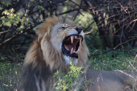 View of a male lion with a thick mane roaring in the bush at Tumbeta Private Game Reserve Thabazimbi Limpopo South Africa.