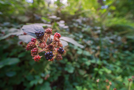 View of ripe and unripe blackberries growing on a bush in the woodland of Deer Park in Looe Cornwall United Kingdom. View of ripe and unripe blackberries growing on a bush in the woodland of Deer Park in Looe Cornwall United Kingdom.