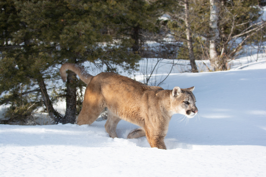 View of a mountain lion walking through deep snow in a forest in Montana USA. View of a mountain lion walking through deep snow in a forest in Montana USA.