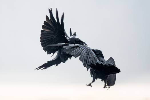 View of two black ravens fighting in mid air against a bright sky in Debrzno Pomeranian Voivodeship Poland. View of two black ravens fighting in mid air against a bright sky in Debrzno Pomeranian Voivodeship Poland.