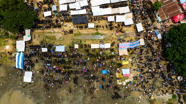 Aerial view of Baish Mowza Sarak Bazar featuring a bustling cattle market with numerous livestock colorful tarpaulin tents and crowds of people in Nabinagar Chittagong Division Bangladesh. Aerial view of Baish Mowza Sarak Bazar featuring a bustling cattle market with numerous livestock colorful tarpaulin tents and crowds of people in Nabinagar Chittagong Division Bangladesh.