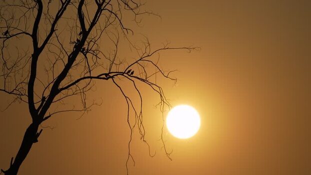 View of silhouetted tree and birds at sunset Bangladesh.