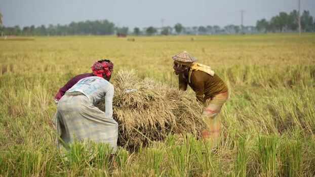 View of farmers harvesting rice in a field in Natore Bangladesh. View of farmers harvesting rice in a field in Natore Bangladesh.