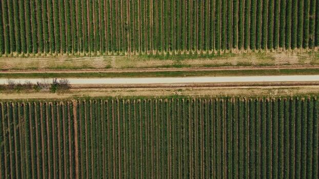 Aerial view of vineyard rows in Mala Remeta Serbia.