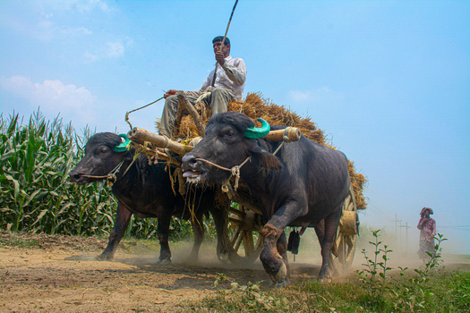 Natore Bangladesh 15 July 2023 View of a farmer guiding his sturdy buffaloes pulling a cart laden with golden hay amidst the dusty path under the expansive sky. Natore Bangladesh 15 July 2023 View of a farmer guiding his sturdy buffaloes pulling a cart laden with golden hay amidst the dusty path under the expansive sky.