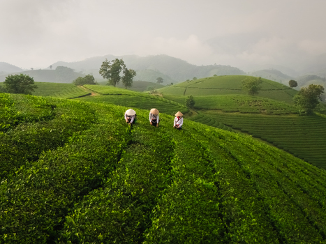 Aerial view of Long Coc Tea Hill with workers in conical hats tending to lush green tea plantations in the misty hills of Long Coc Phu Tho Vietnam.