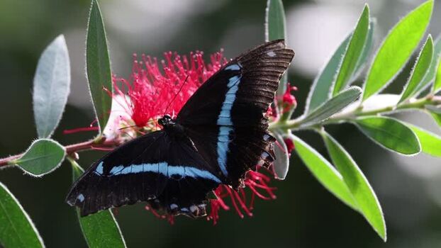 View of a butterfly on a red flower in France.
