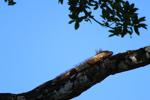 View of an iguana basking on a tree branch against a backdrop of a clear blue sky Roxana Limón Province Costa Rica. View of an iguana basking on a tree branch against a backdrop of a clear blue sky Roxana Limón Province Costa Rica.