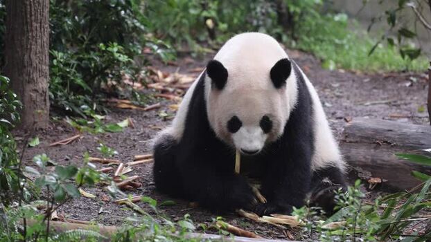 View of a giant panda eating bamboo in Chengdu China. View of a giant panda eating bamboo in Chengdu China.