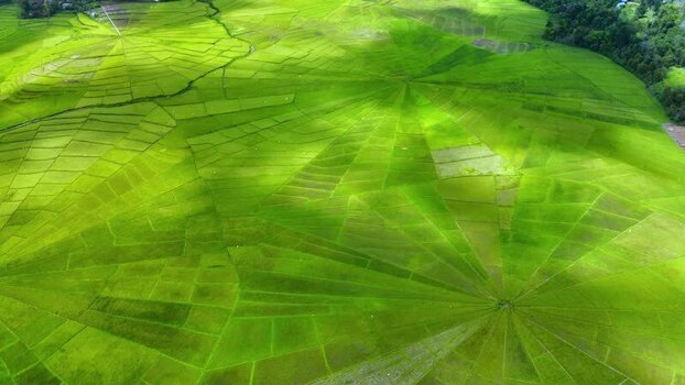 Aerial view of Lingko Spider Web Rice Fields and green terraces Indonesia.
