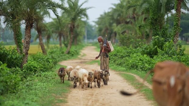 View of a shepherd herding sheep on a rural path Bangladesh.