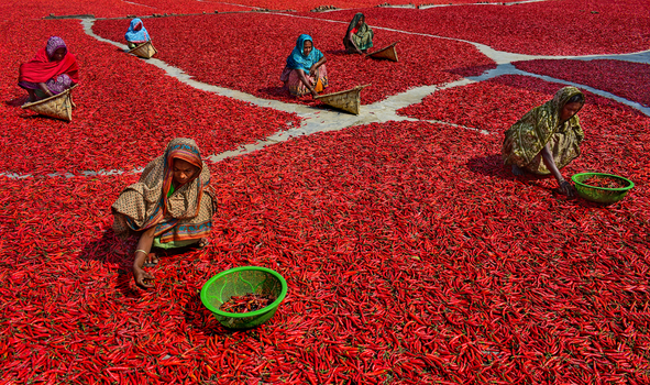 Bogura Bangladesh 12 February 2017 View of women in traditional saris sorting and drying red chili peppers spread across a large open field under bright sunlight. Bogura Bangladesh 12 February 2017 View of women in traditional saris sorting and drying red chili peppers spread across a large open field under bright sunlight.