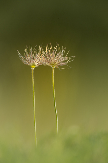 View of two delicate Pasque flower seed heads with feathery plumes standing against a soft focus green background in Cambridgeshire United Kingdom. View of two delicate Pasque flower seed heads with feathery plumes standing against a soft focus green background in Cambridgeshire United Kingdom.